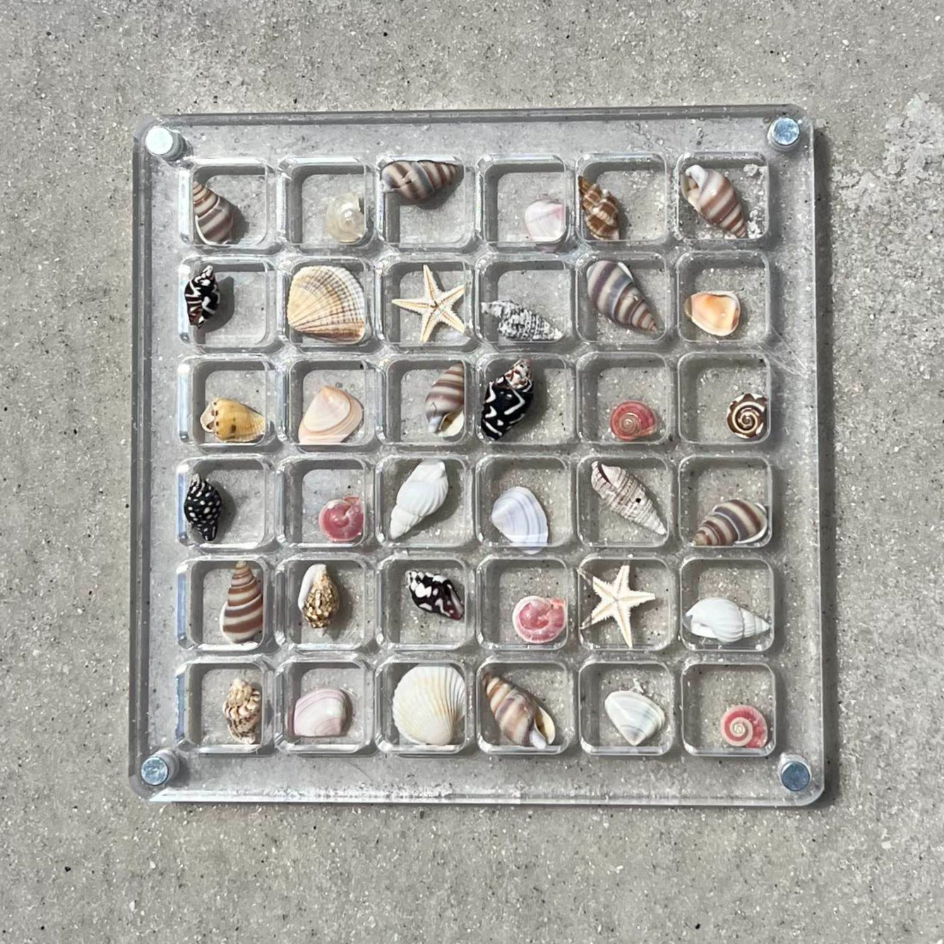 Seashell Box 36