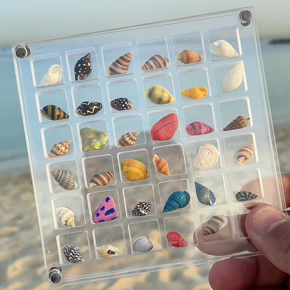 Seashell Box 36