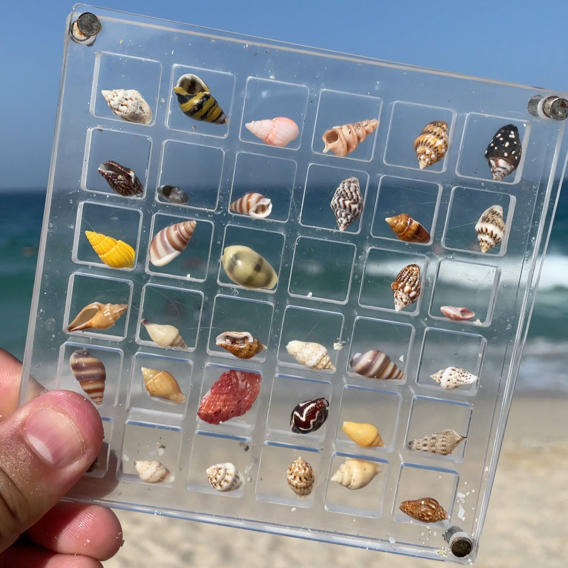 Seashell Box 36